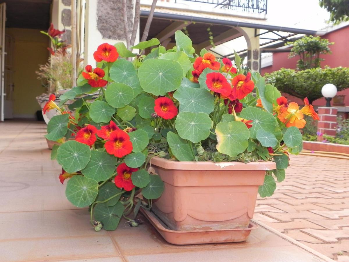 Petite Flower Guest House Talata-maty Exterior photo